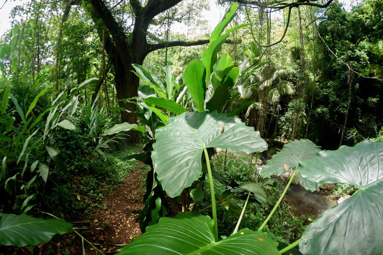Martinique Treehouse Villa Canton Suisse Ngoại thất bức ảnh