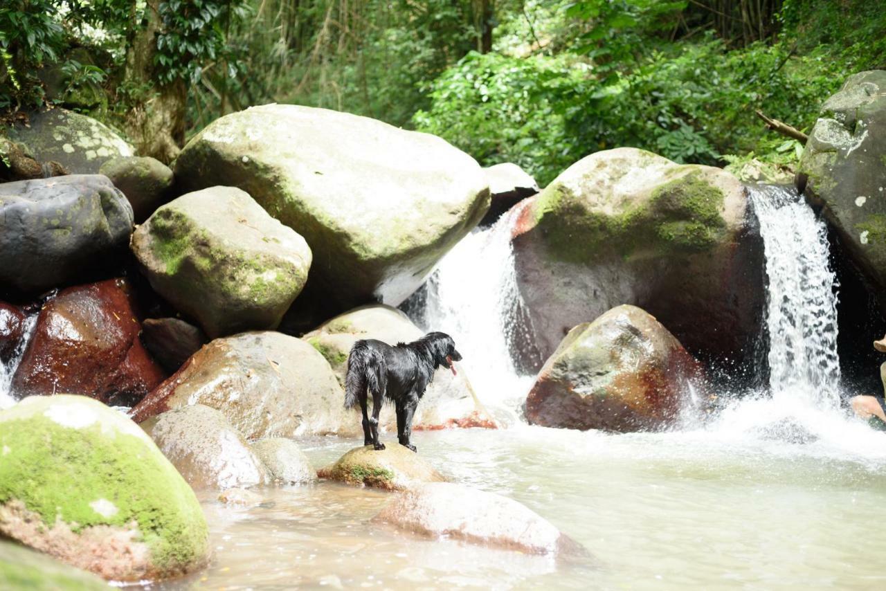 Martinique Treehouse Villa Canton Suisse Ngoại thất bức ảnh